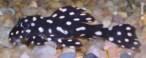 Leporacanthicus galaxias